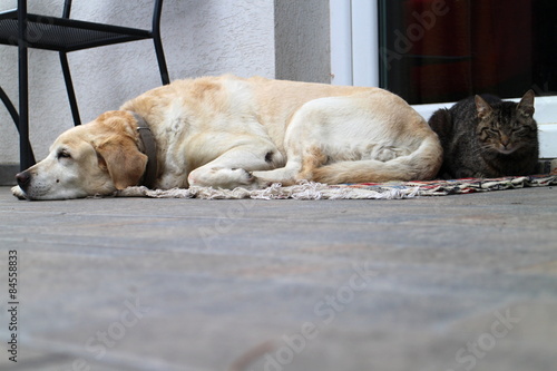 Cat and labrador retriever having a rest © dalajlama