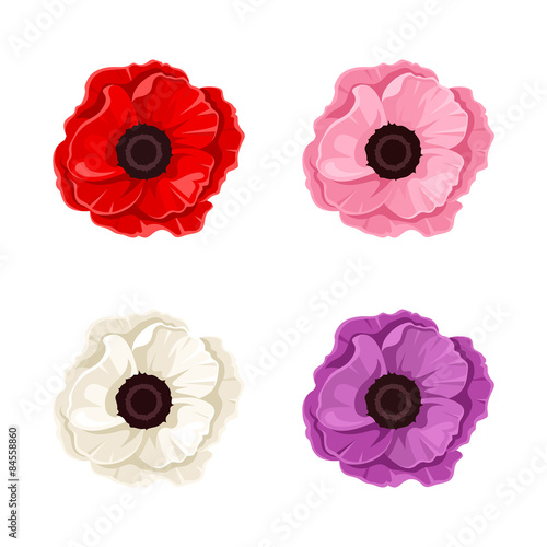 Fototapeta Naklejka Na Ścianę i Meble -  Four colorful poppies. Vector illustration.