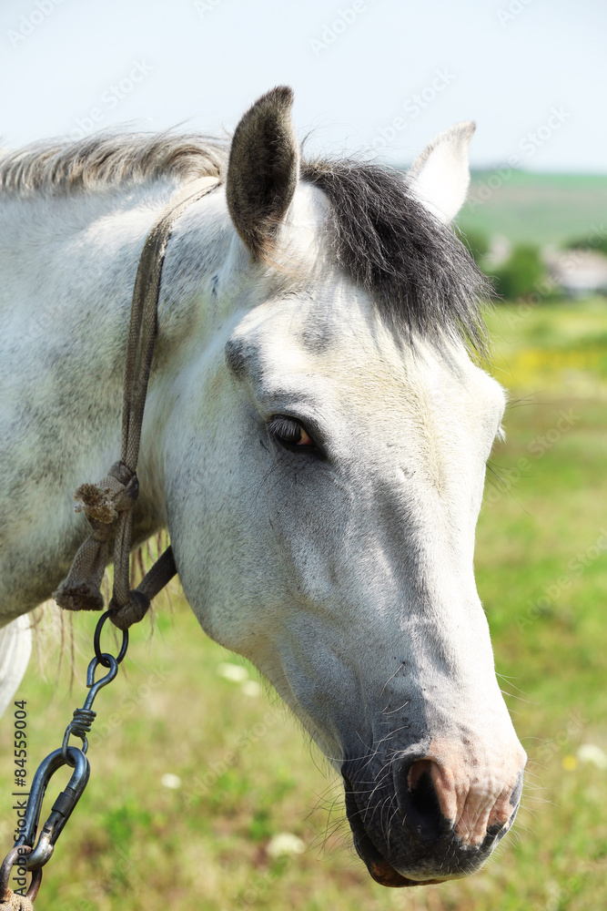Obraz premium Portrait of beautiful white horse on meadow