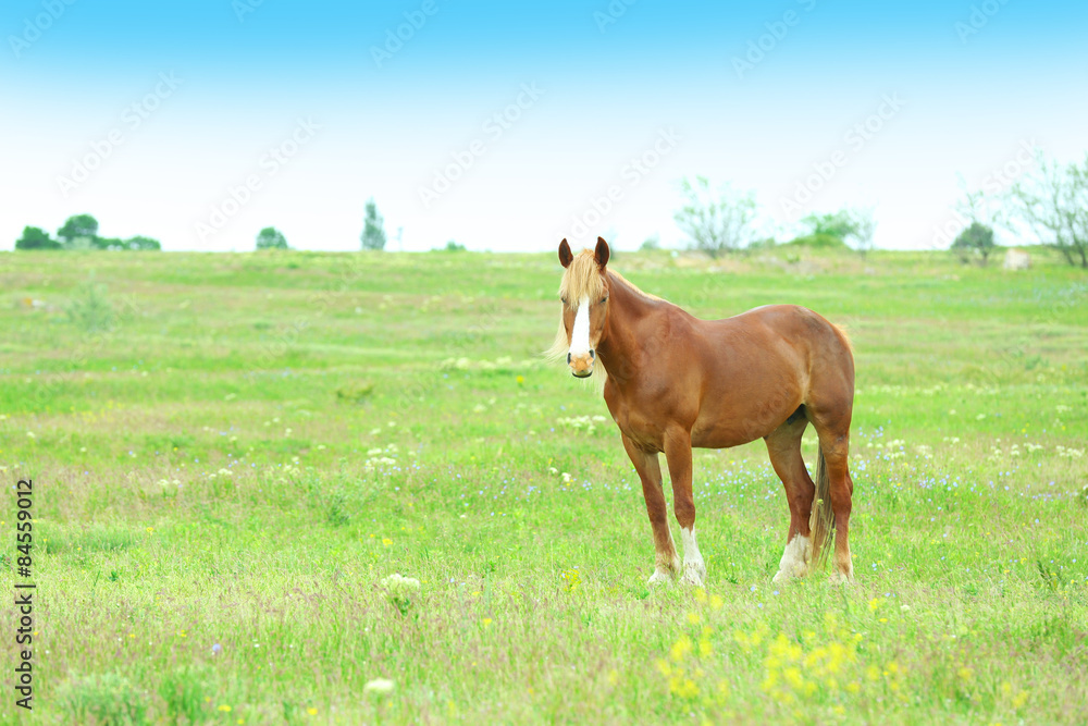 Fototapeta premium Beautiful brown horse grazing on meadow