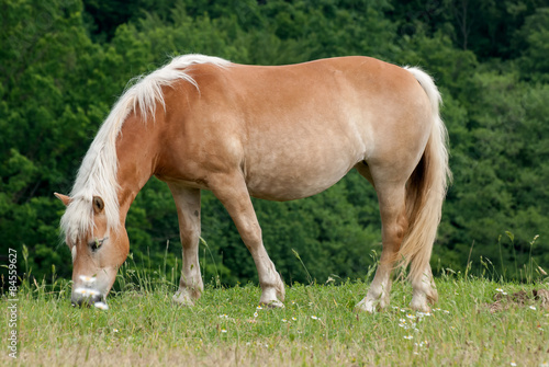 Brown Horse on Pasture