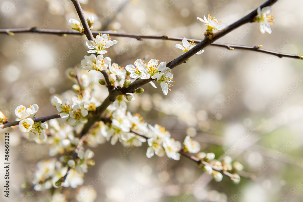 photo of blossoming tree brunches with white flowers on bokeh green background