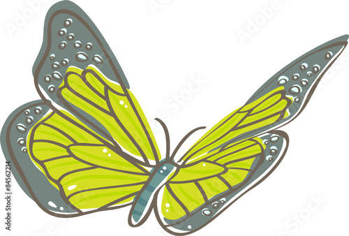 Butterfly