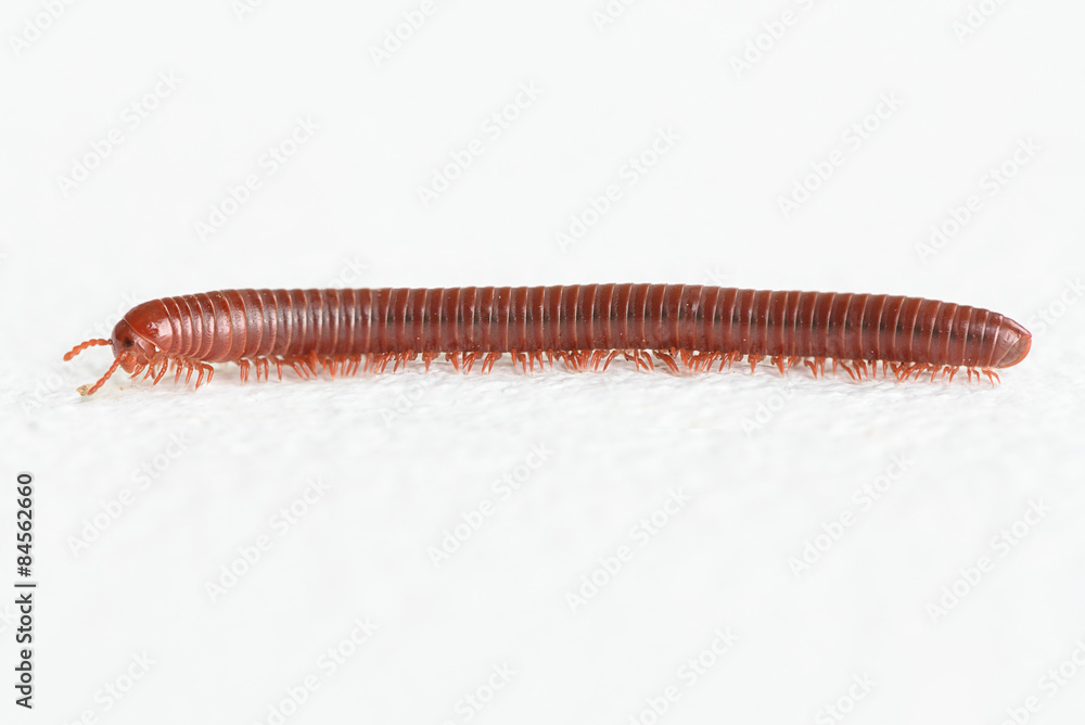 Millipede walking on white background Millipede walking on white background