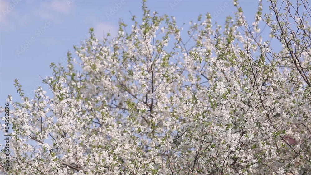 Blossoming cherry against the blue sky background Blossoming cherry against the blue sky background