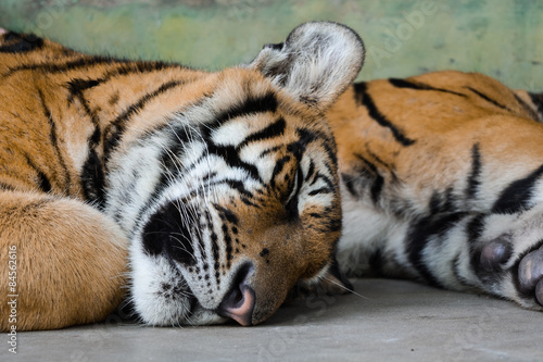 tiger, sleeping tiger
