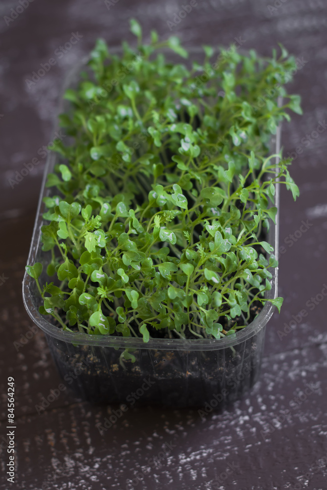 micro greens mizuna on dark wooden surface micro greens mizuna on dark wooden surface