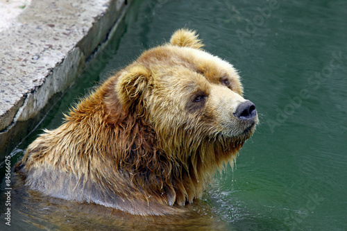 Brown bear at the zoo © BOOCYS