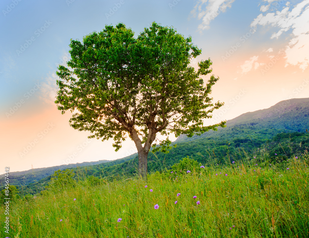 Obraz premium Cherry tree