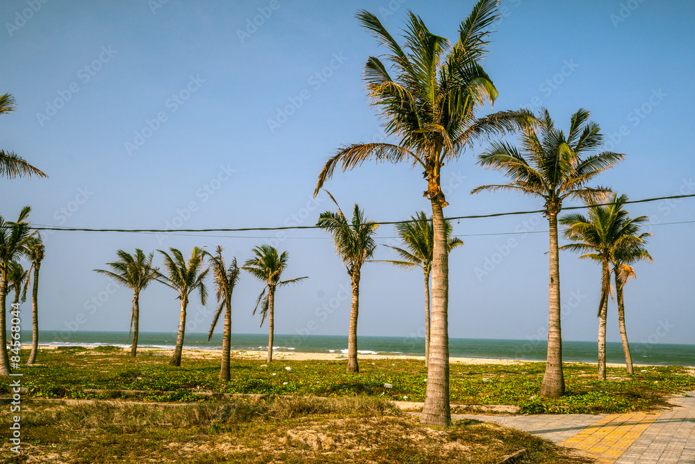 Palms against blue sky