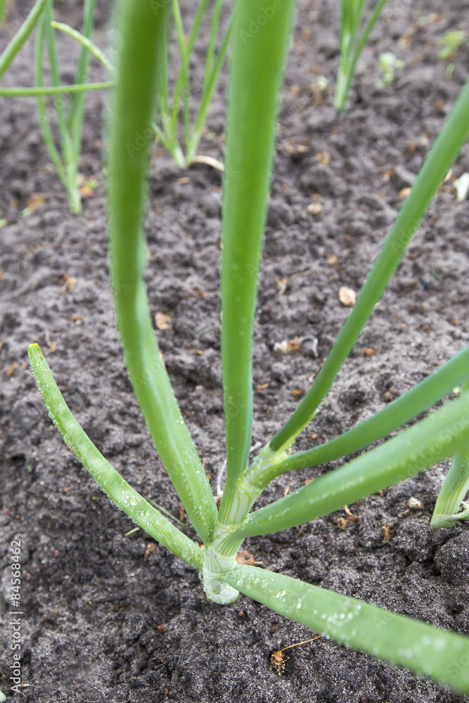 green onion green onion