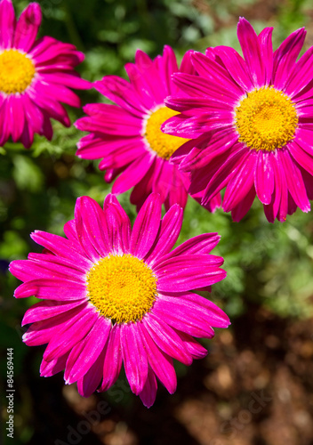 Margeriten in Pink