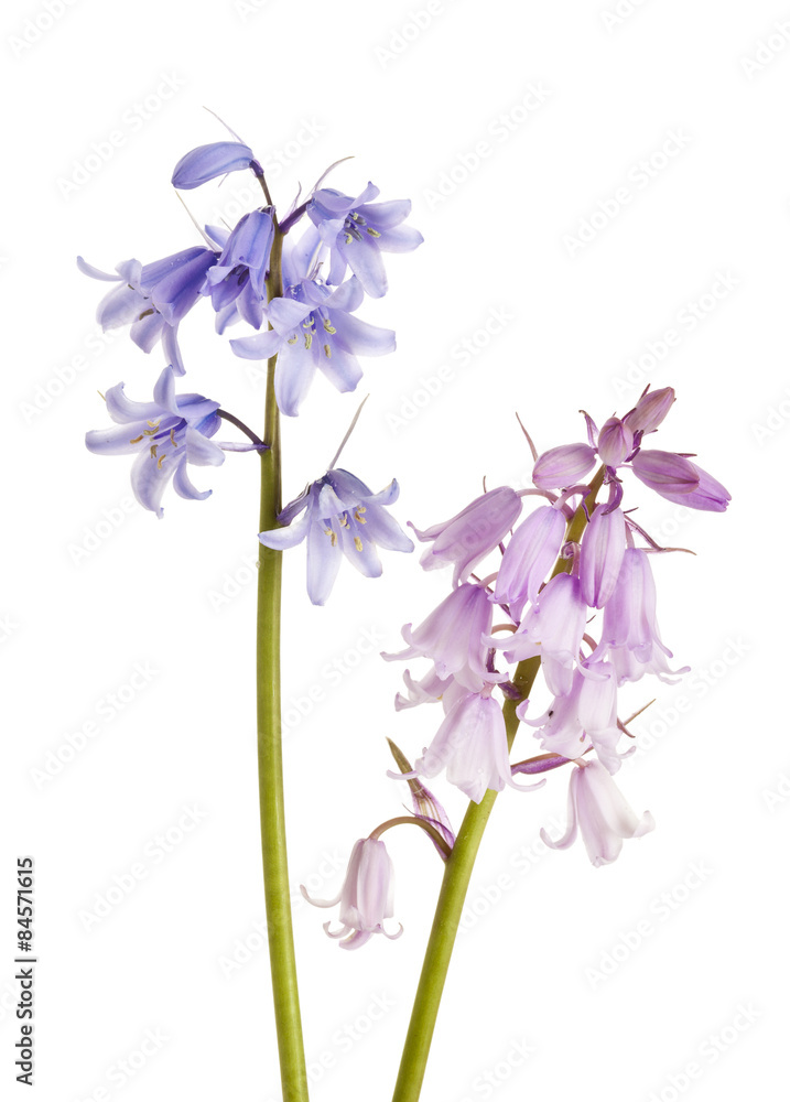Blue and pink spanish bluebells isolated