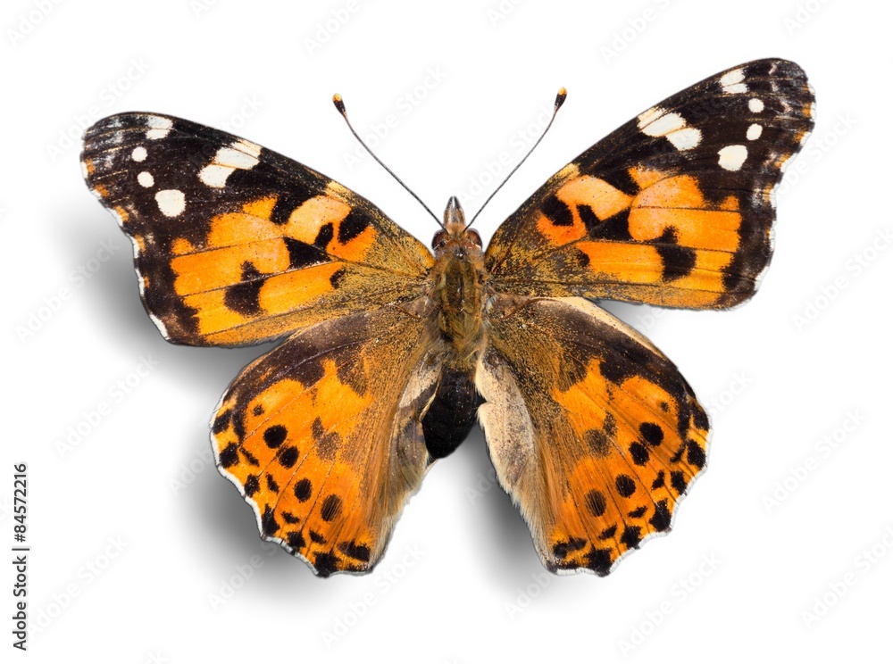 Naklejka premium Butterfly, Insect, Wing.