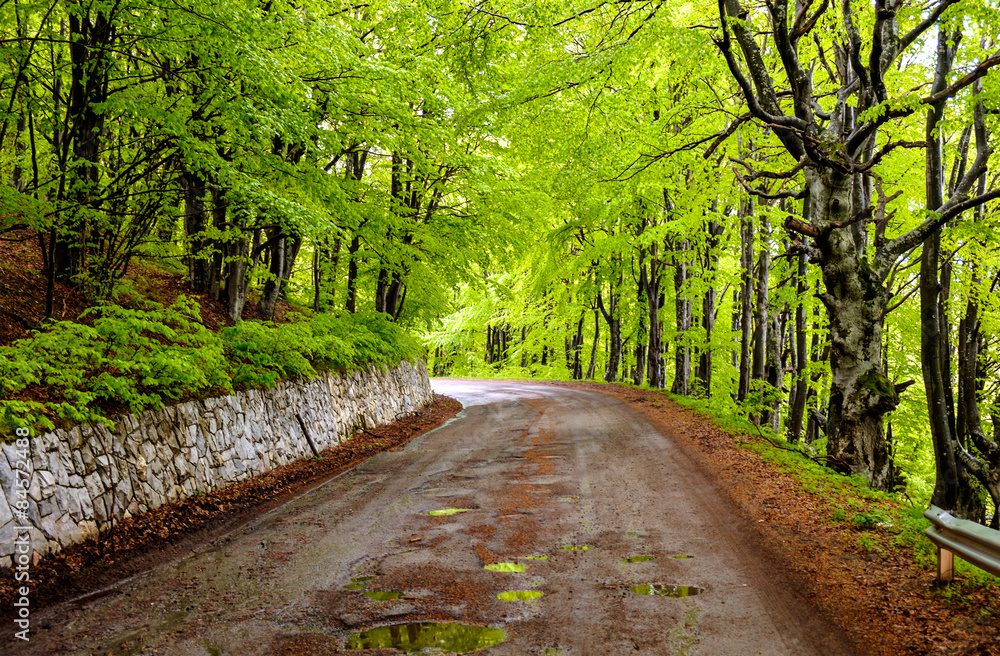 Obraz premium Road in a forest