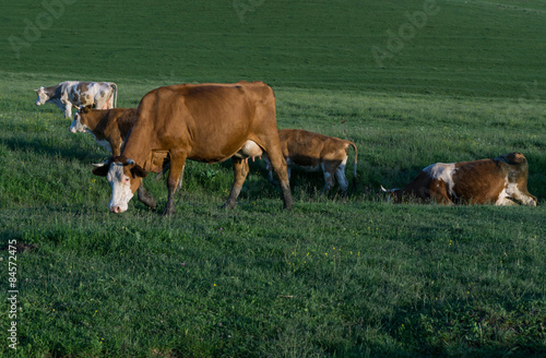 cows on a green meadow