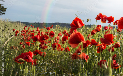 Fototapeta Naklejka Na Ścianę i Meble -  arcobaleno fra i papaveri