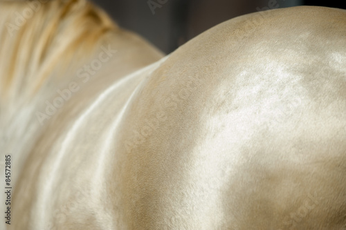 perlino horse coat closeup shining on the sun