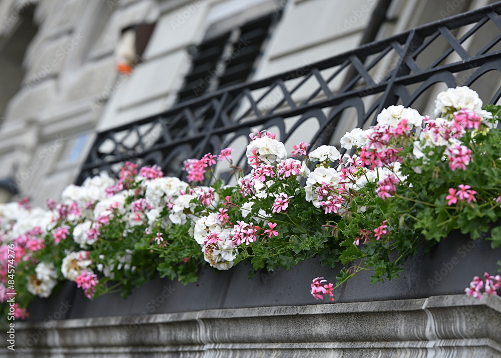 Fototapeta premium géraniums