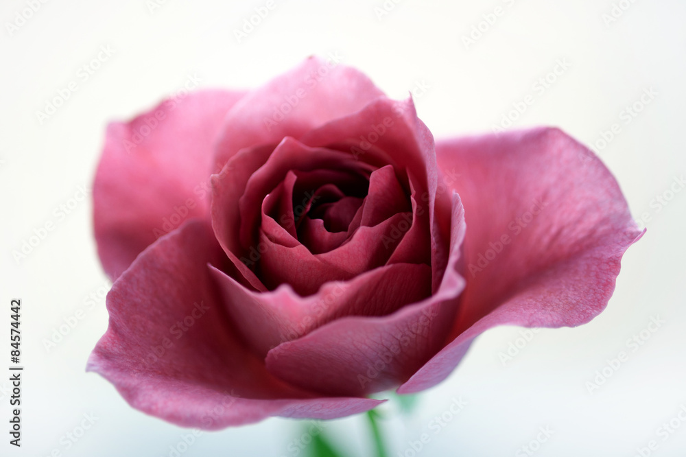 バラの花・BLACK TEA バラの花・BLACK TEA