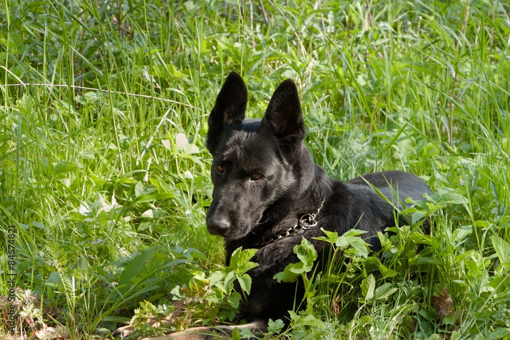 Dog in the grass