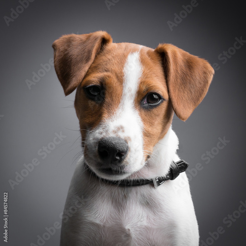 jack russell terrier puppy © carlos Restrepo