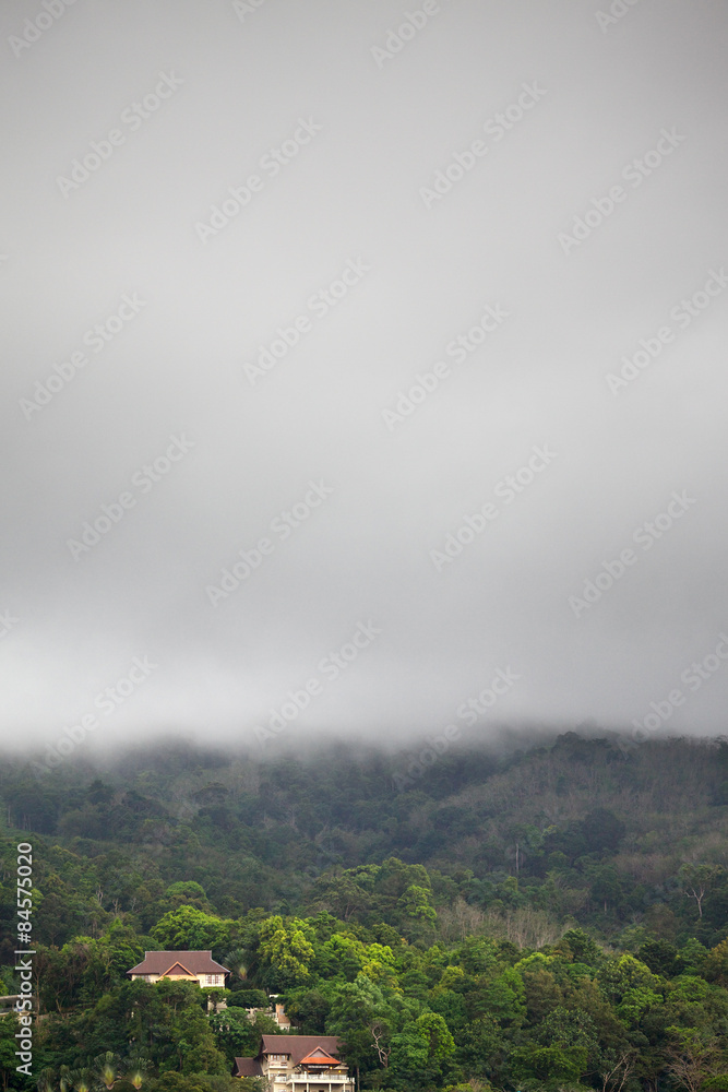 Forest Under Rain