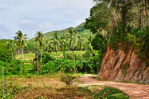 Road in Jungle