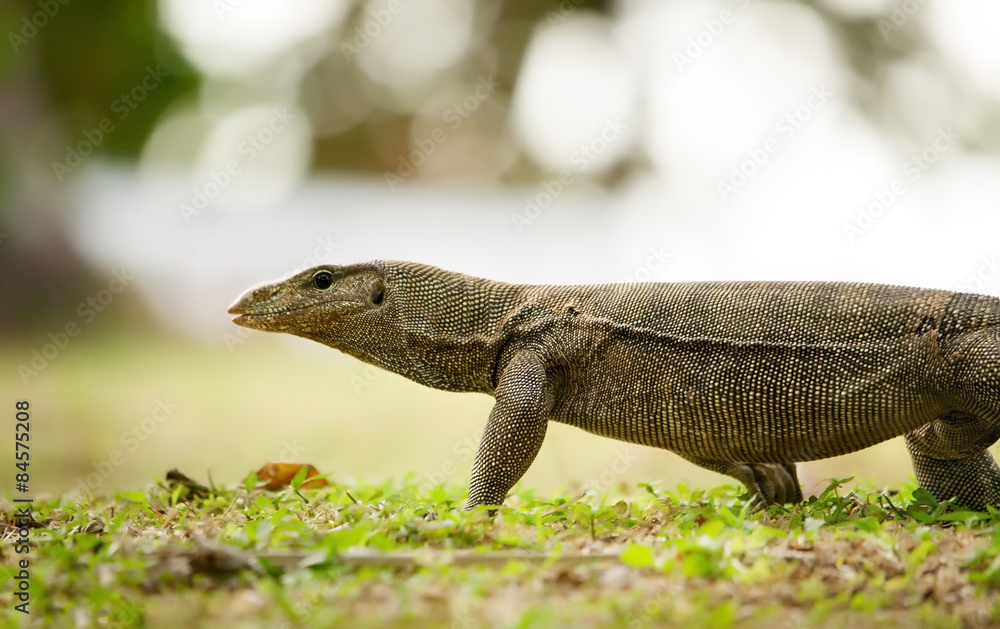 Obraz premium banded monitor lizard