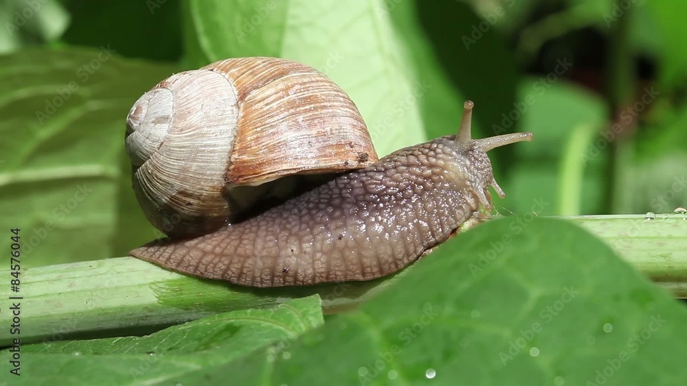 Close up shot of a garden snail on a branch
Close up shot of a garden snail on a branch