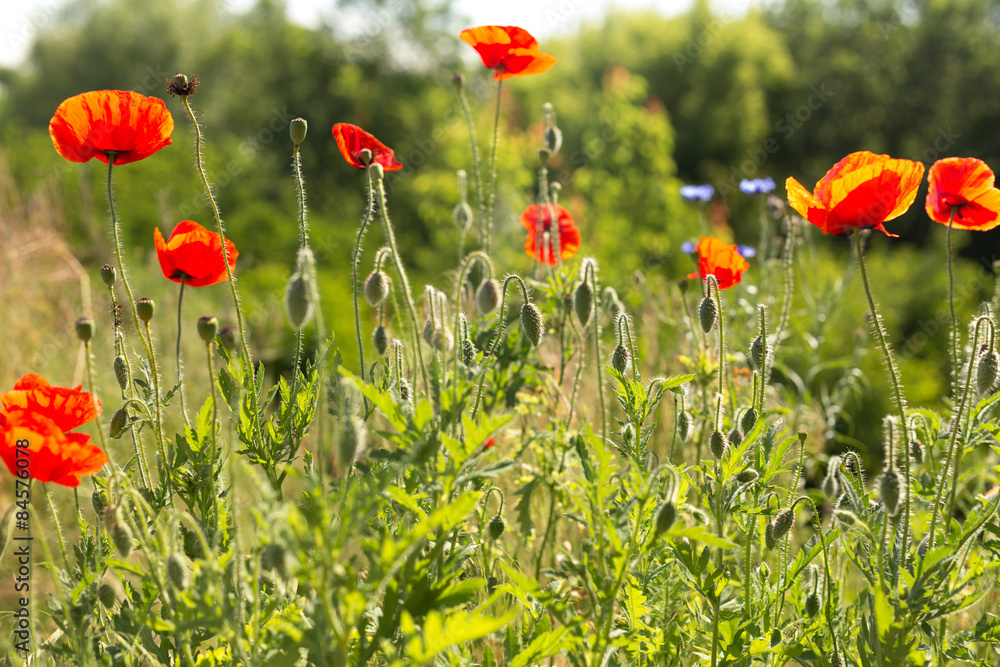Obraz premium Poppies field in backlight