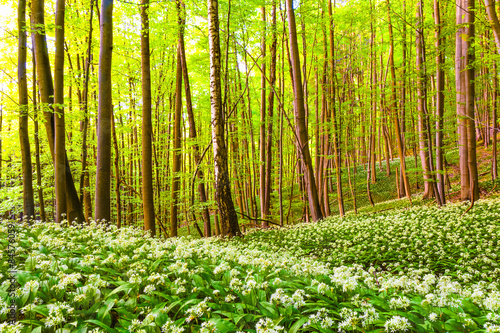 German Spring Forest