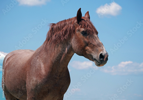 Portrait of beautiful chestnut horse on a sky background  © goldika