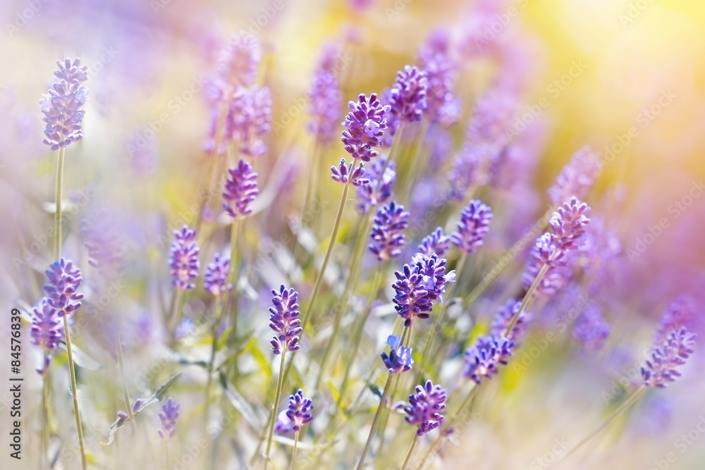 Naklejka premium Lavender flower in my garden