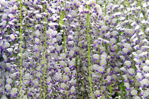 Wisteria floribunda