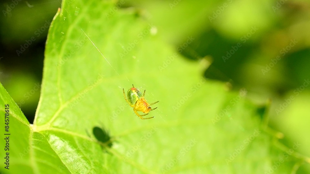 Green spider sitting patiently on its web waiting for prey Green spider sitting patiently on its web waiting for prey