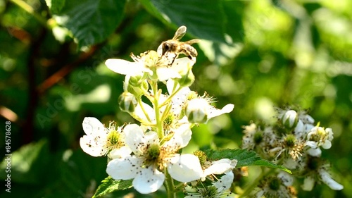 Bee collecting nectar on beautiful white blackberry flower photo