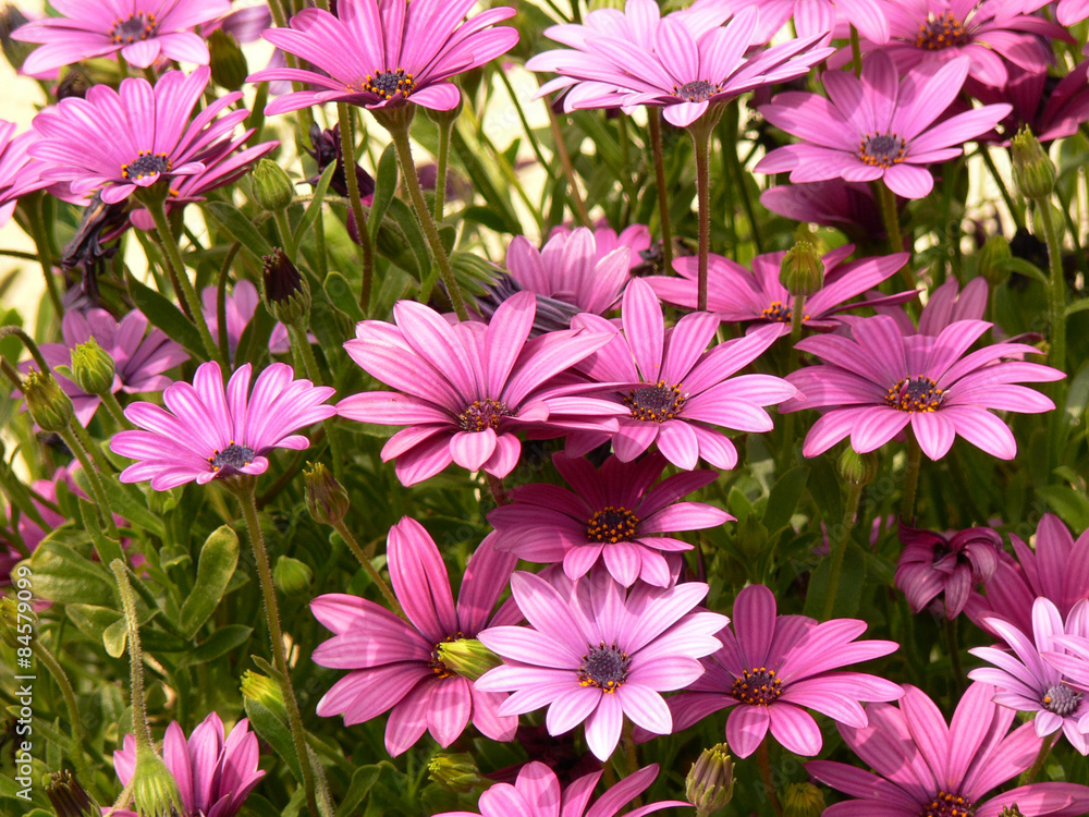 Fleurs de plantes vivaces mauves Stock Photo | Adobe Stock