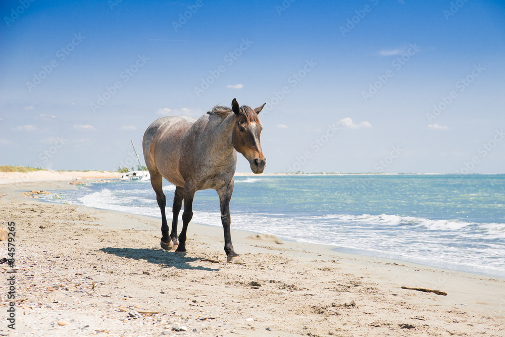 beautiful lonely wild horse walking along a beach beautiful lonely wild horse walking along a beach