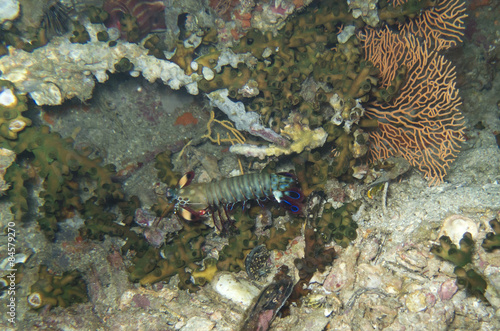 closed up the shrimp underwater in north Andaman, Thailand