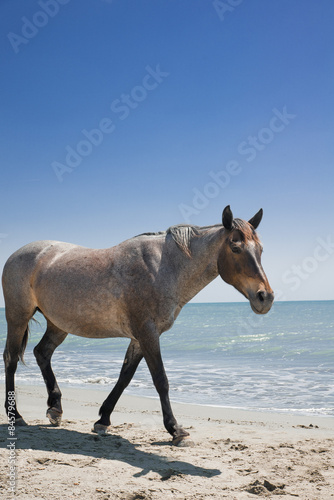 beautiful lonely wild horse walking along a beach