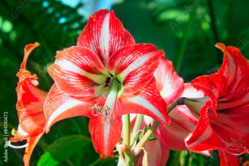 Hippeastrum flower in garden photo