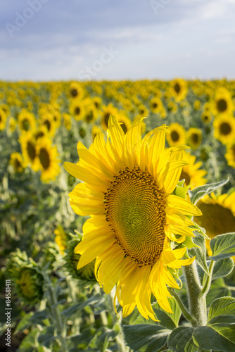 Sunflower  Species  Helianthus annuus  crop landscape  Andalusia