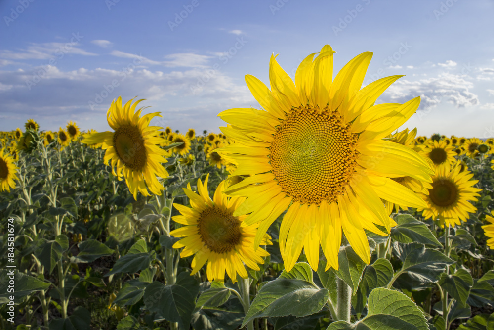Sunflower, Species, Helianthus annuus, crop landscape, Andalusia Sunflower, Species, Helianthus annuus, crop landscape, Andalusia