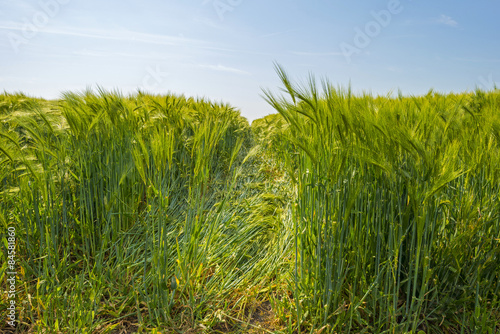 Wheat growing on a sunny field in spring