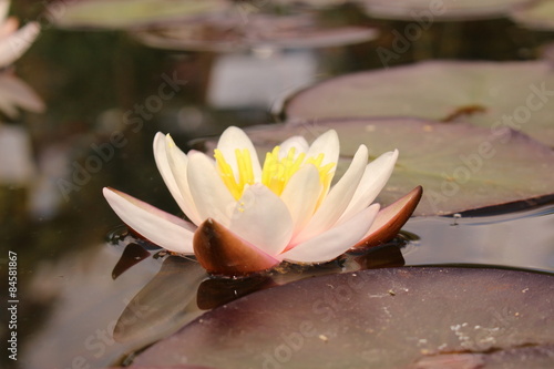 Dwarf White Waterlily (Nymphaea Candida) in Innsbruck