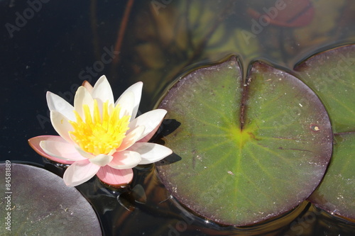 Fototapeta Naklejka Na Ścianę i Meble -  Dwarf White Waterlily (Nymphaea Candida) in Innsbruck