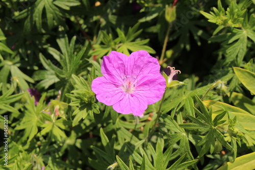 Fototapeta Naklejka Na Ścianę i Meble -  Bloody Cranes Bill (Geranium Sanguineum) in Innsbruck