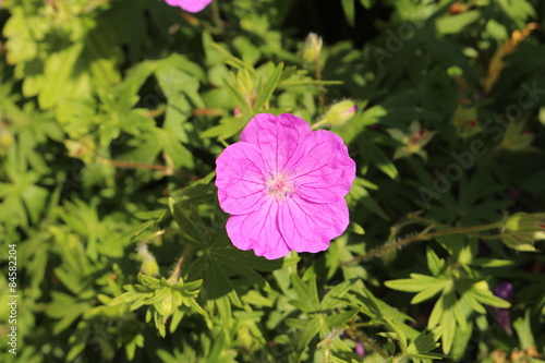 Fototapeta Naklejka Na Ścianę i Meble -  Bloody Cranes Bill (Geranium Sanguineum) in Innsbruck