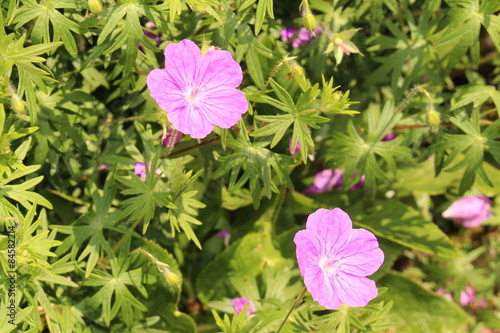 Fototapeta Naklejka Na Ścianę i Meble -  Bloody Cranes Bill (Geranium Sanguineum) in Innsbruck